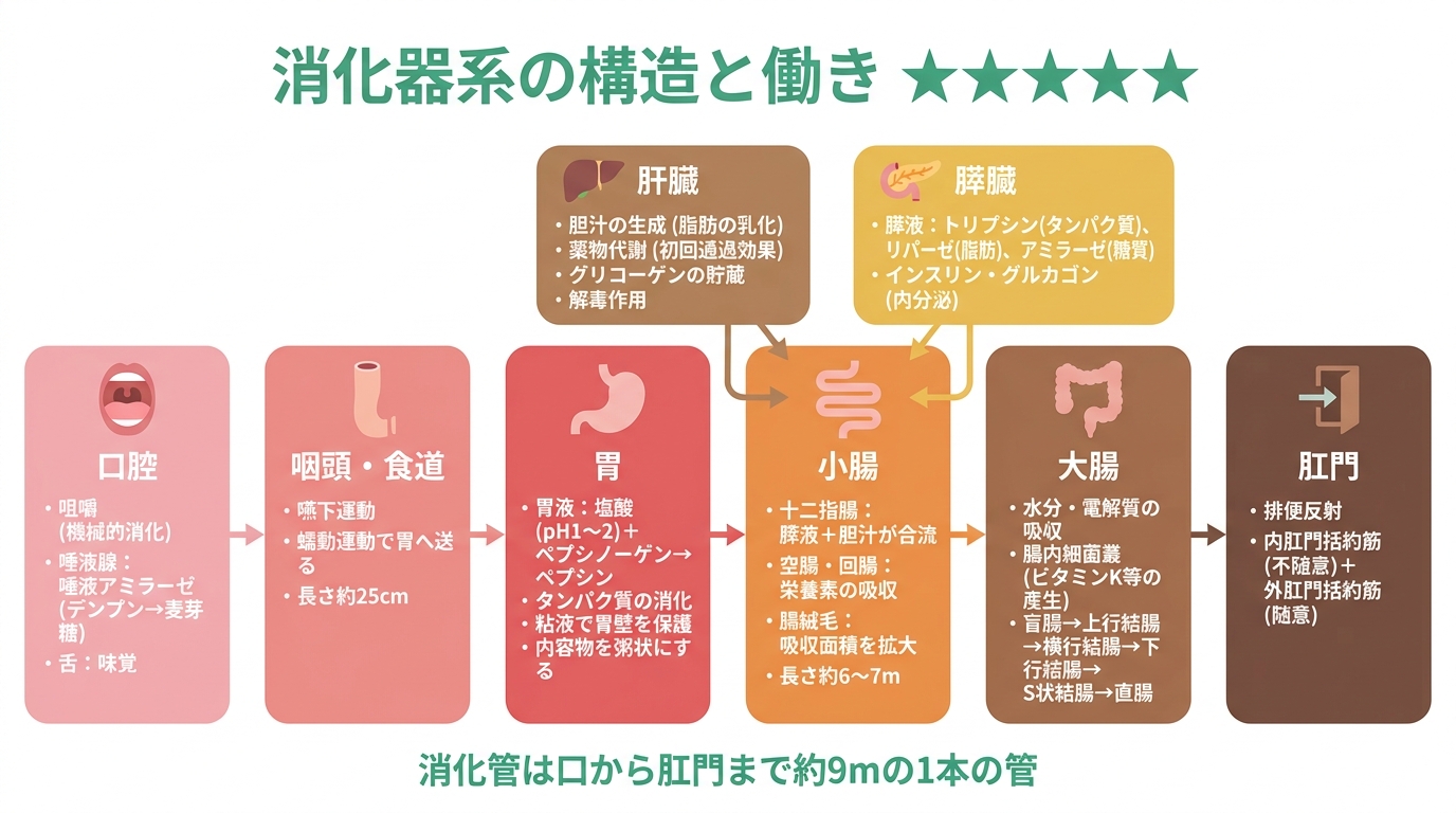 登録販売者試験 図解
