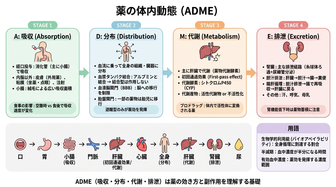 登録販売者試験 図解